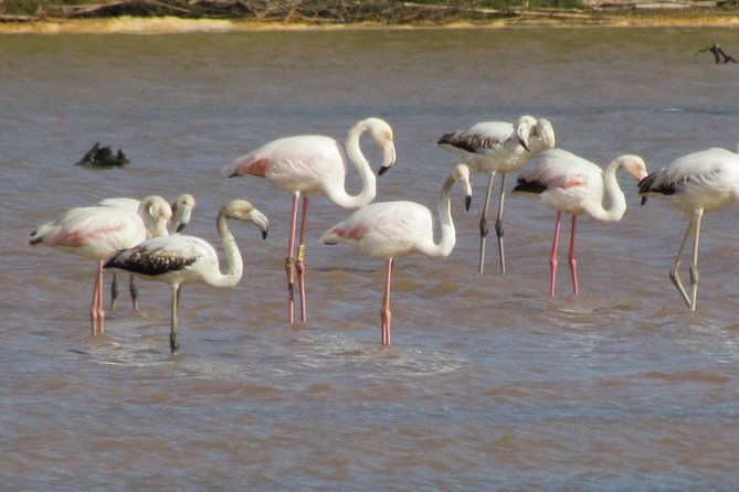 half-day-birdwatching-at-the-abicada-marshed