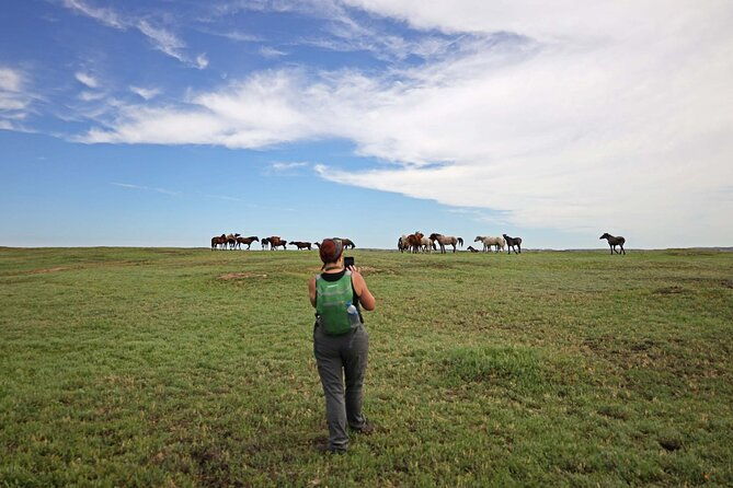 half-day-chasing-horses-wildlife-photography-experience-in-north-dakota