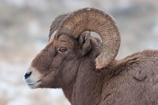 half-day-grand-teton-wildlife-private-safari-tour