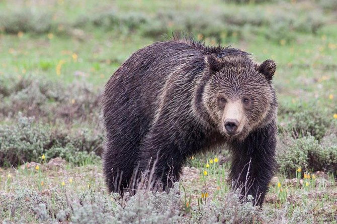 half-day-grand-teton-wildlife-safari-private-tour
