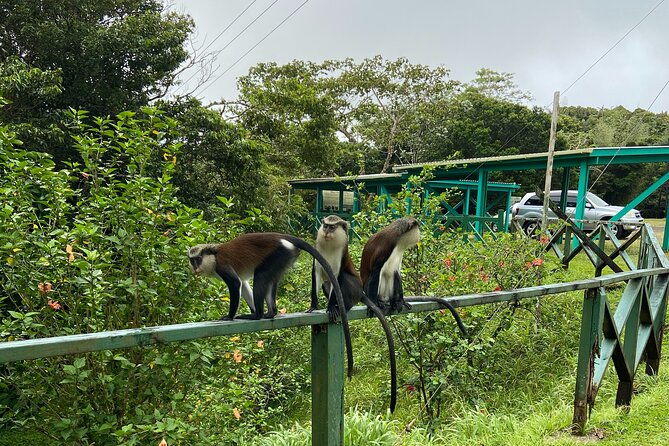 half-day-grenada-seven-sisters-grand-etang-nature-center-hiking-tour