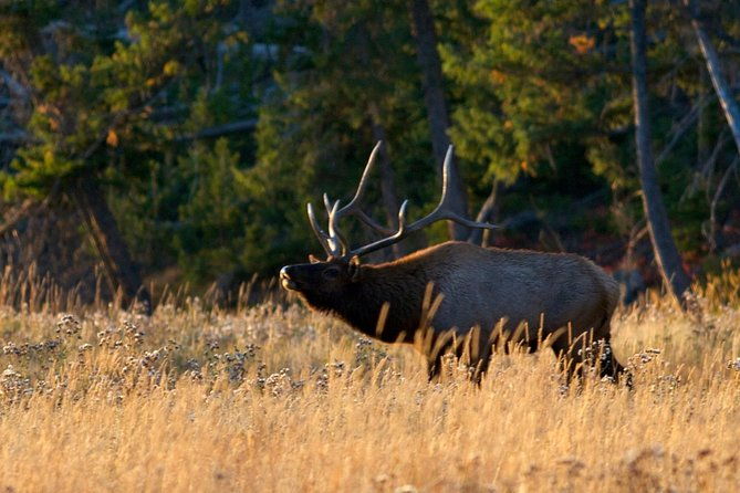 half-day-group-sunset-wildlife-safari