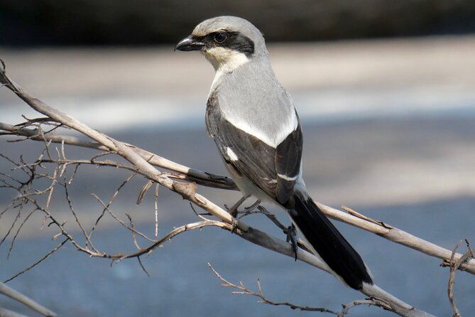 half-day-private-bird-tour-of-fort-de-soto-park-in-st-petersburg-2-person-max