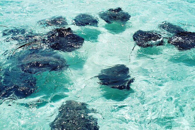 half-day-private-stingray-city-charter-in-cayman-islands