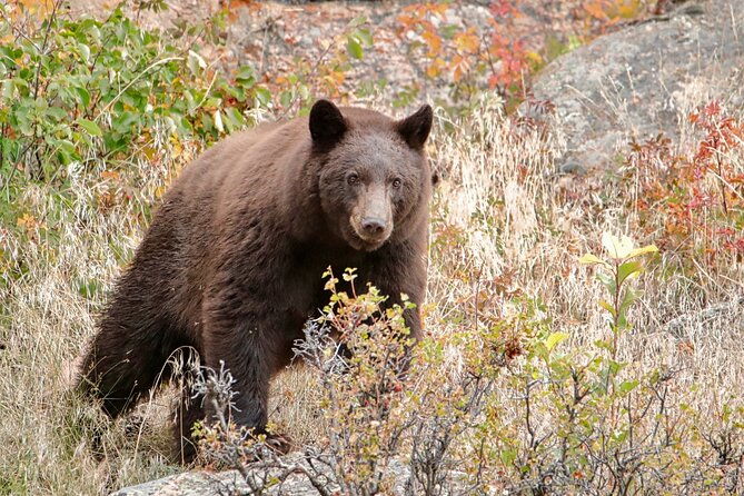 half-day-rocky-mountain-national-park-lake-and-meadows-tour-2