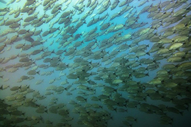 half-day-snorkeling-experience-in-tamarindo