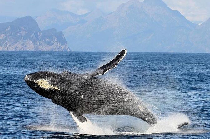 half-day-spring-resurrection-bay-wildlife-tour-from-seward-2