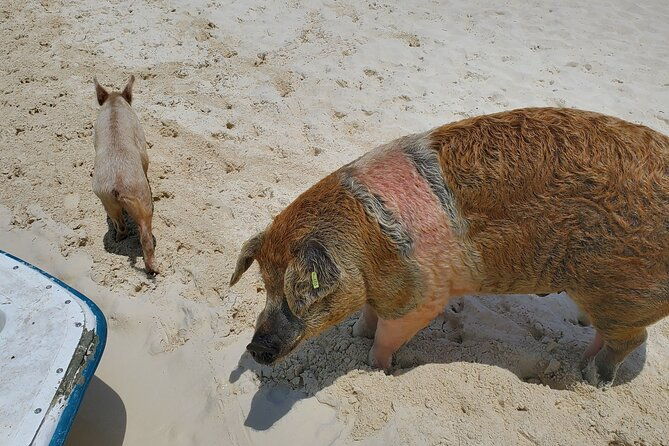 half-day-swiming-pigs-and-sharks-tour-nassau-to-exuma-by-plane