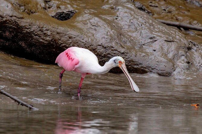 half-day-tour-churute-mangroves-and-bird-watching-from-guayaquil