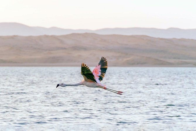 half-day-tour-of-paracas-national-reserve-from-san-martin-port