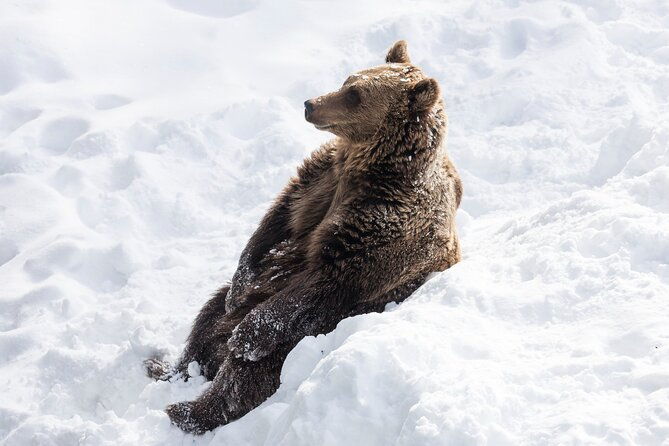 half-day-trip-to-ranua-wildlife-park-from-rovaniemi