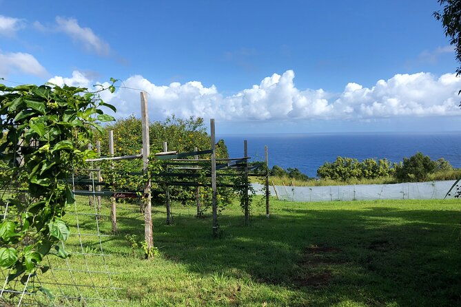 hamakua-coast-farm-small-group-walking-and-tasting-tour