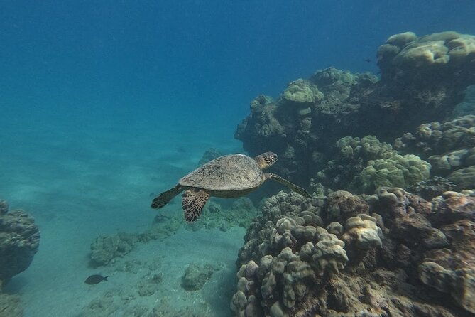 hanauma-bay-guided-snorkeling-tour-with-transportation