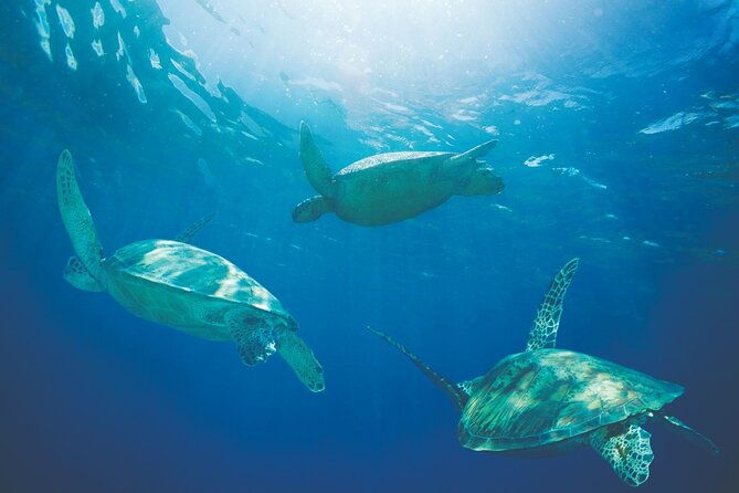 hawaiian-sea-turtles-and-snorkeling-experience-in-kona-with-lunch