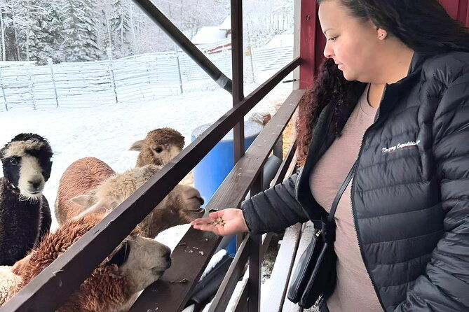 helsinki-alpaca-farm-tour-with-guided-walk
