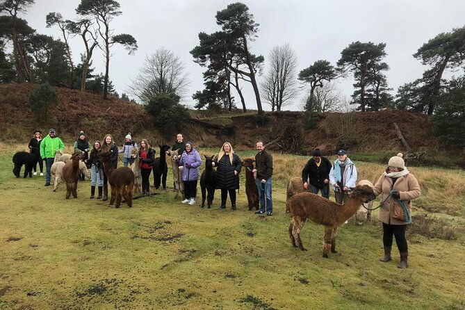 highland-cows-walk-alpacas-visit-a-scottish-wildlife-centre