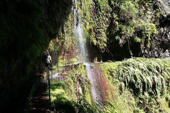 hike-in-laurisilva-levada-do-rei-madre-of-life-small-group-guided-walk