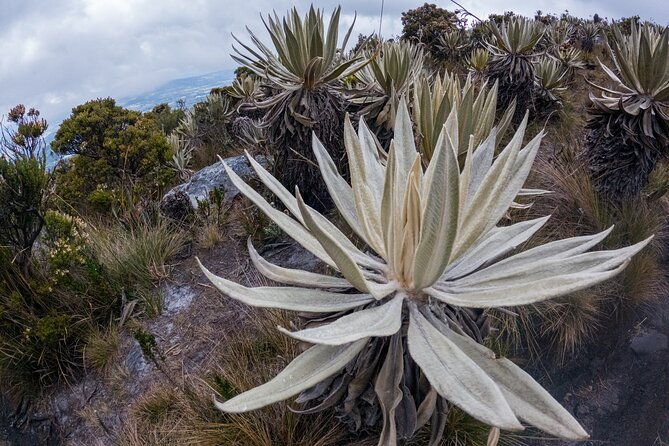 hiking-chingaza-paramo-siecha-lagoons