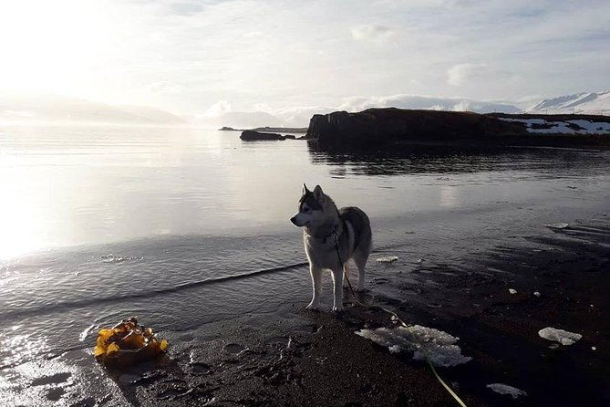 hiking-with-husky-in-akureyri-private