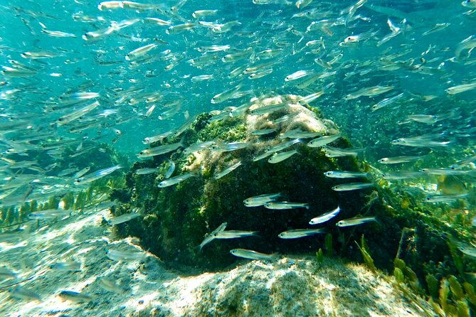 hilo-sea-turtle-snorkel-adventure