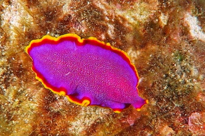 hilos-remote-tropical-reef-2-tank-boat-dive