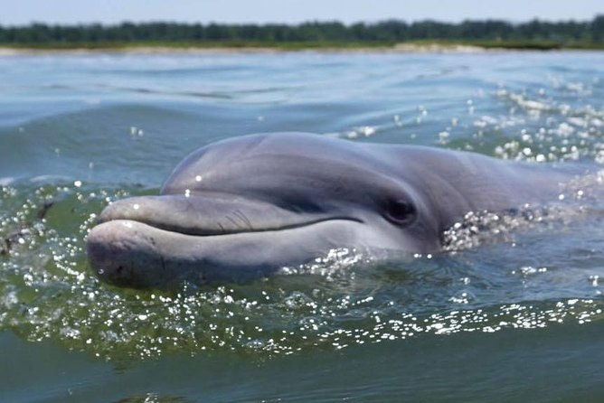 hilton-head-guided-kayak-eco-tour