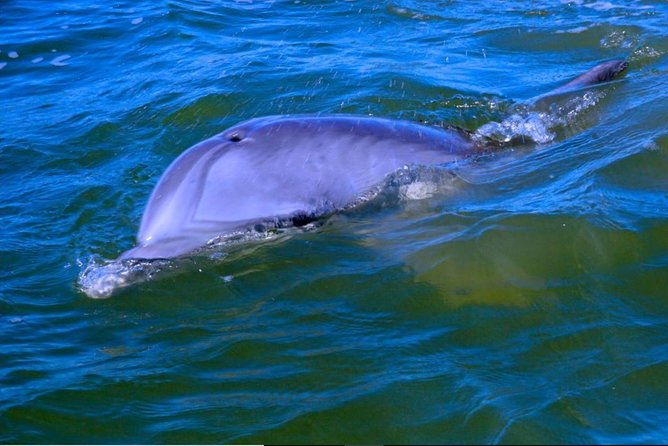 hilton-head-morning-dolphins-donuts-cruise-semi-private