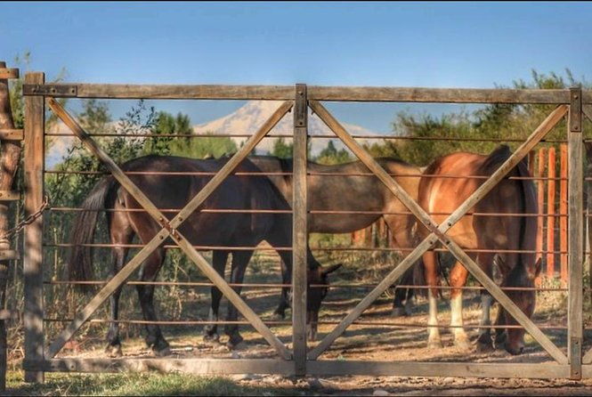 horseback-ride-through-vineyards-followed-by-gourmet-lunch-dinner
