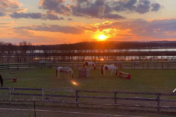 horseback-rides-interactions-and-petting-zoo