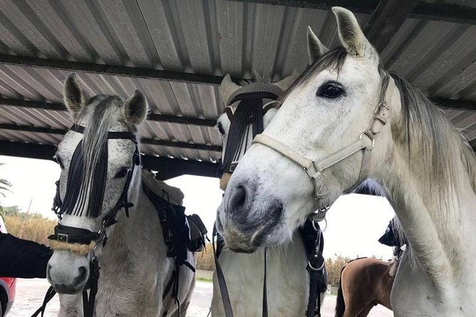 horseback-riding-by-the-beach-or-mountain-in-tarifa-spain-1-to-2-hrs