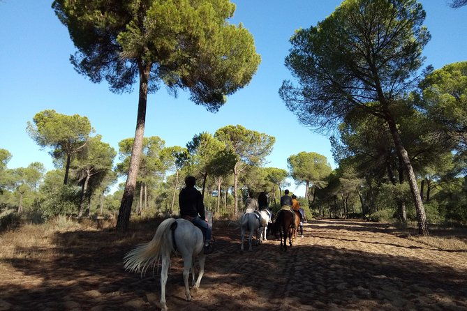 horseback-riding-experience-in-aljarafe-donana-park-from-seville