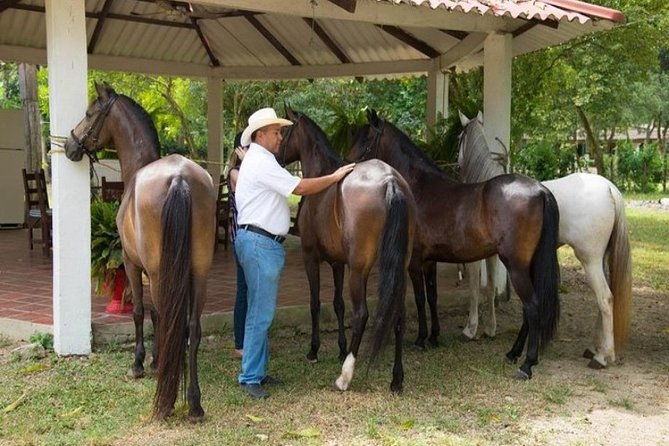 horseback-riding-on-the-beach-with-colombian-paso-show-cartagena