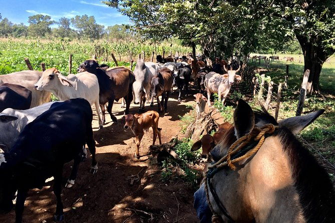 horseback-riding-private-tour
