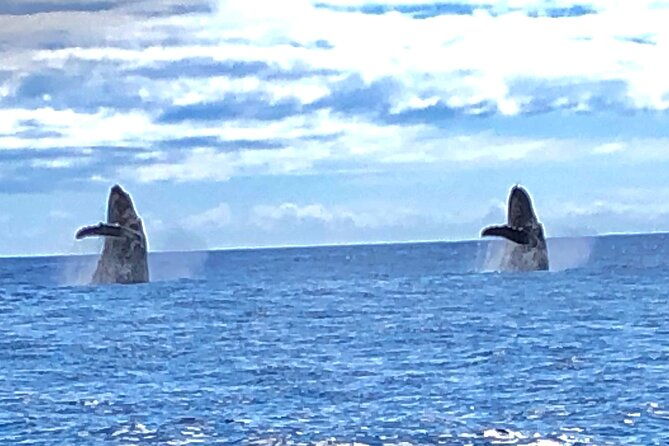 humpback-whale-and-dolphin-watch-in-kona-2