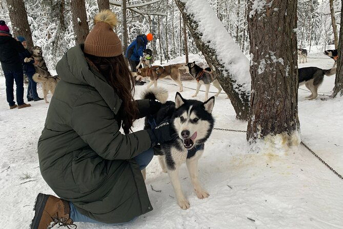 husky-dog-sled-bike-kart-ride-in-latvia-3h-group-tour-from-riga