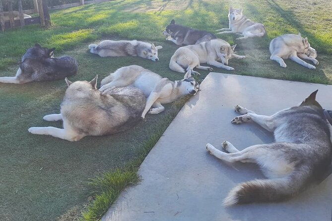husky-petting-in-akureyri-private-2