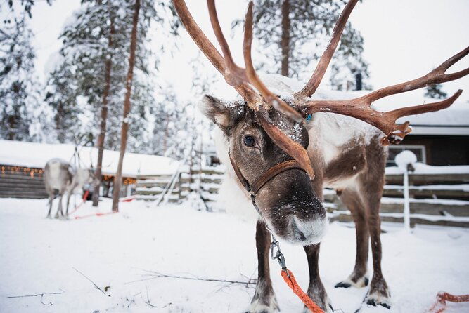 husky-reindeer-farm-and-santa-village-experience