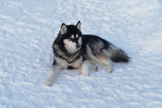 husky-safari