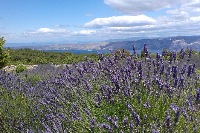 hvar-lavender-tour