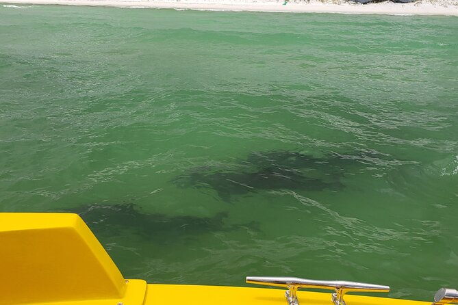 hydro-rocket-dolphin-sightseeing-boat-tour-from-destin-2