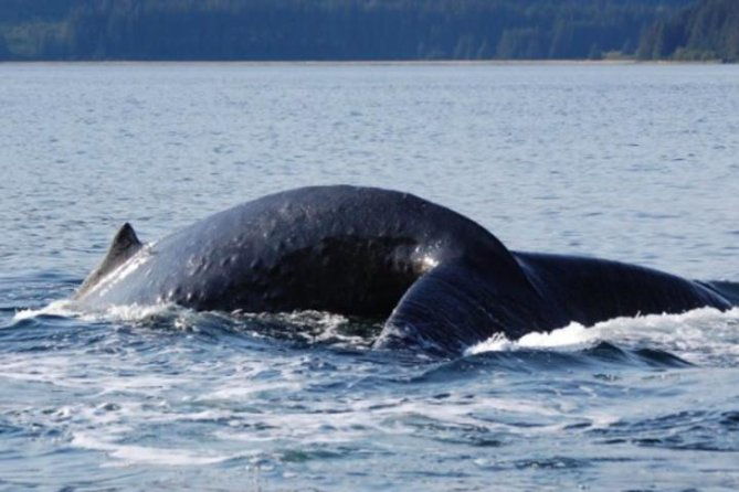 icy-strait-shore-excursion-whale-watching-adventure-tour