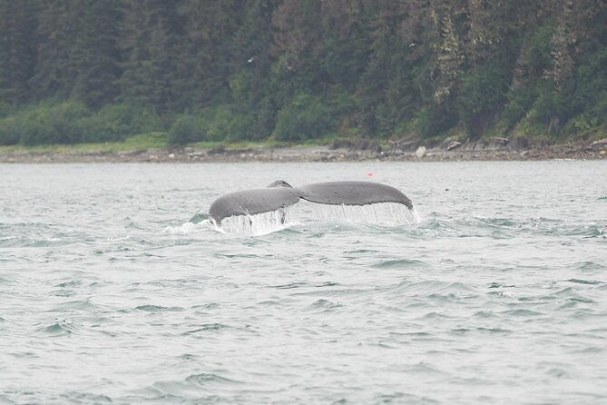 icy-strait-whale-wildlife-endeavor