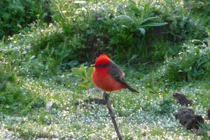 iguazu-expeditions-morning-birdwatching