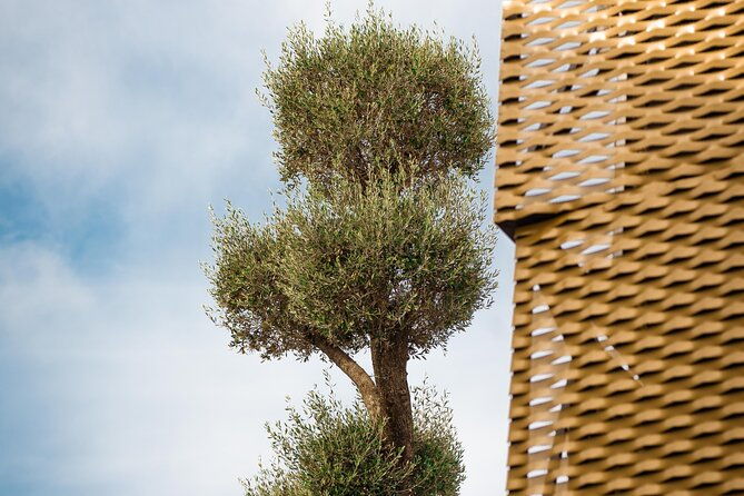 immersive-oil-tourism-in-aoveland-by-oleicola-jaen