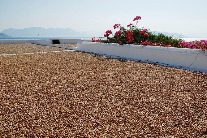insightful-pistachio-orchard-and-factory-tour-2