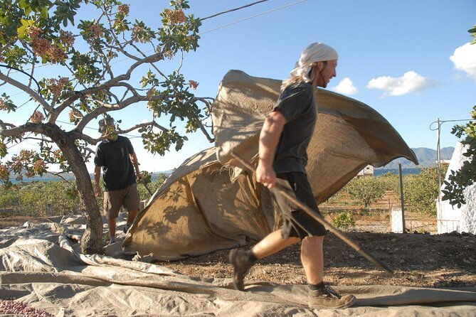 insightful-pistachio-orchard-and-factory-tour