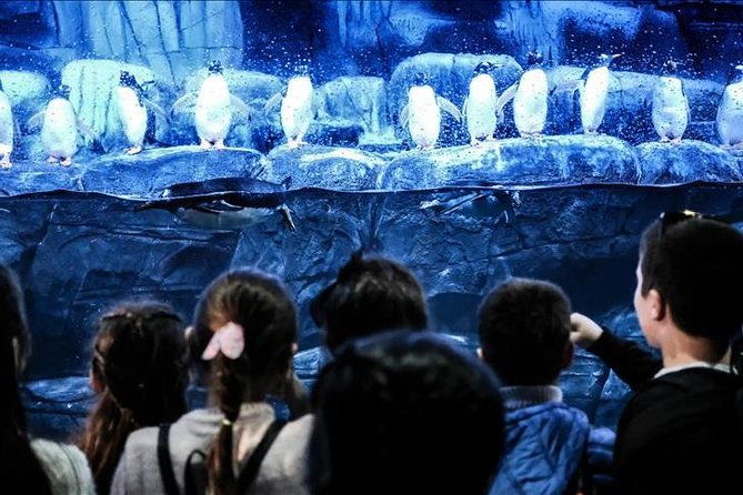 istanbul-aquarium-and-aqua-florya-independent-shopping-trip-2