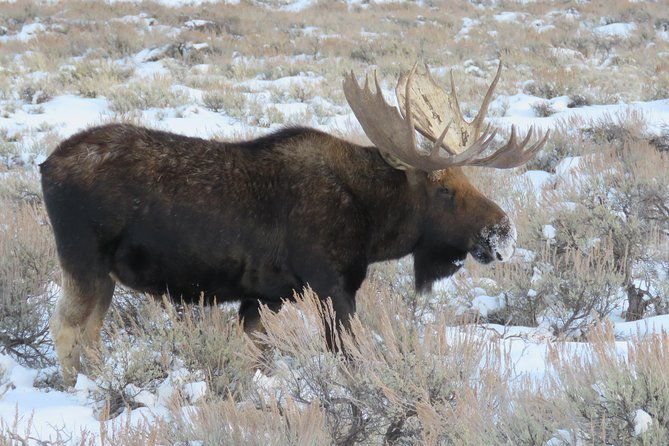 jackson-hole-grand-teton-park-half-day-wildlife-tour-afternoon