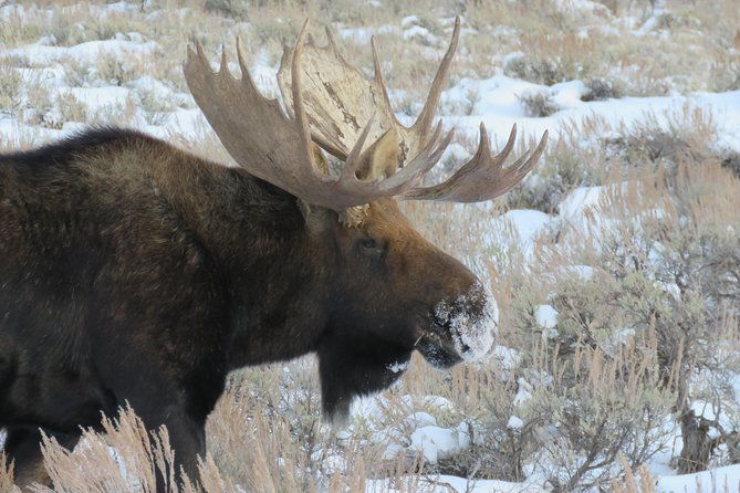 jackson-hole-grand-teton-park-half-day-wildlife-tour-morning