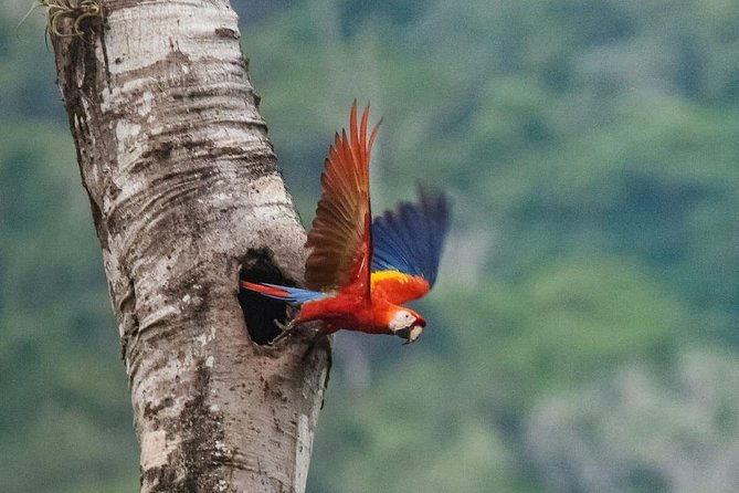jaco-birdwatching-and-photography-with-sergio